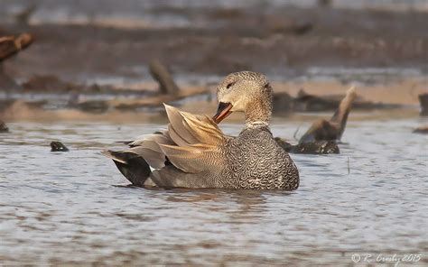 South Shore Birder: Gadwall Drake and Hen