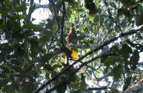 Gambar Burung Cendrawasih Hitam Putih - Gambar Burung