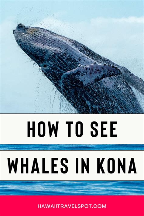 11 Credible Kona Whale Watching Tours On The Big Island 2023