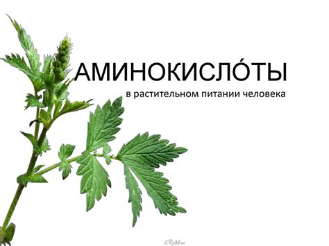Аминокислоты в растительном питании человека - презентация онлайн