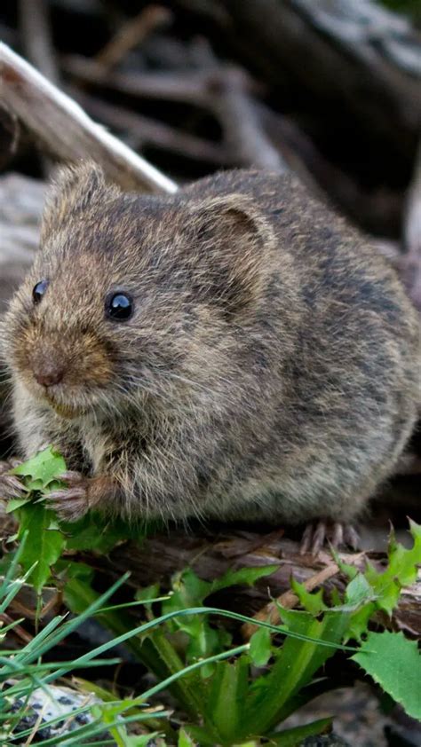 Facts About Naked Mole Rats