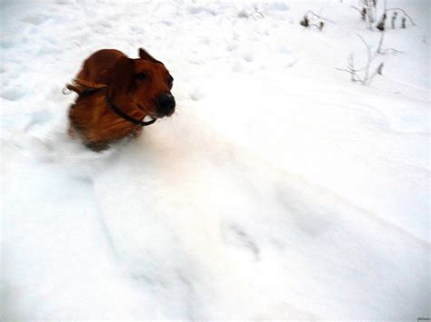 мой фотогеничный пёс | Пикабу