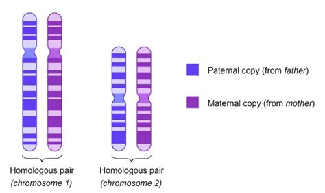 Homologous Chromosomes: What are They For? – Top Globe News