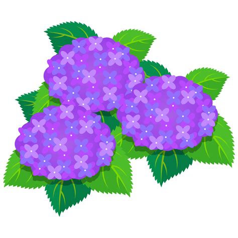 ajisai