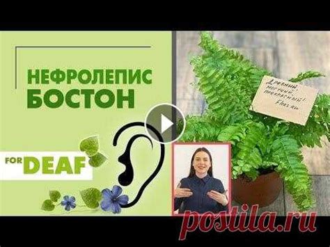 Нефролепис Бостон { СУРДОПЕРЕВОД } папоротник. Неприхотливое комнатно ...