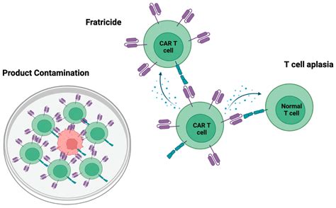 Cancers Free Full Text Adoptive Cell Therapy For T Cell Malignancies