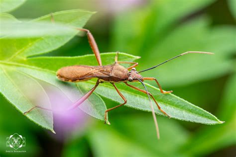 Riptortus Linearis From Ranau Sabah Malaysia On July At