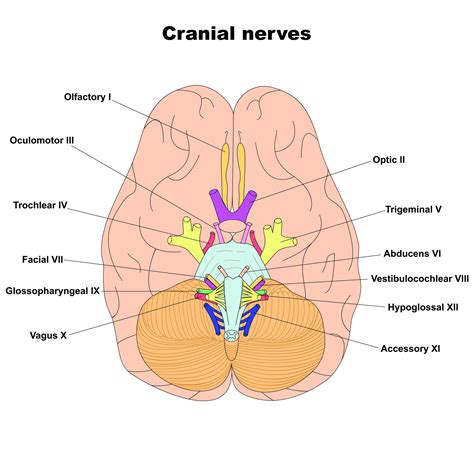cranial nerves diagram labeled