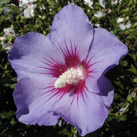 Hibiscus Syriacus Marina Garteneibisch Marina Hellblau 40 60