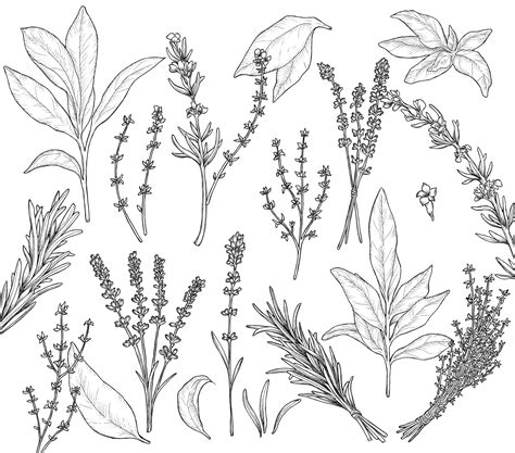 Herbs Clipart Black And White Tree