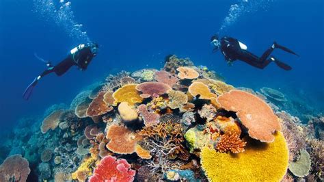 New Us Documentary Life On The Reef To Showcase Torres Straits Natural