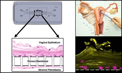 Vagina On A Chip Mimics Biome Of Organ So Scientists Can Test Drugs For Bacterial Infections