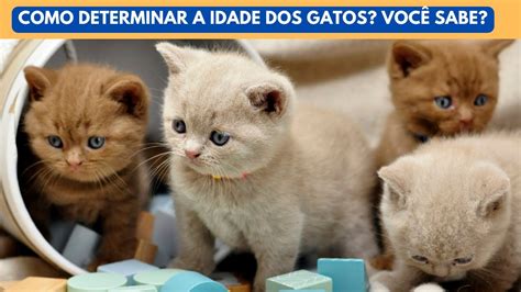 Como Determinar A Idade Do Seu Gato Descubra Aqui Criaturinhas