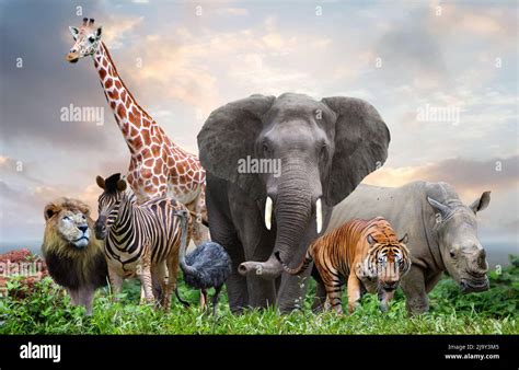 group  wild animals  herds wild animals   images
