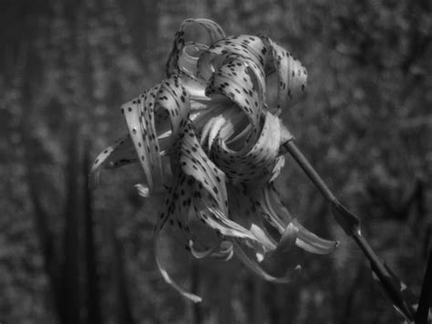 THE EYE OF THE TIGER (LILY) : r/blackandwhite