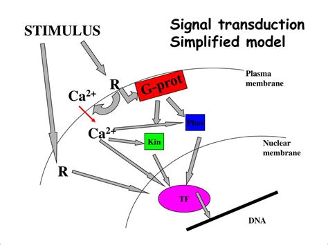 Ppt Signal Transduction Pathways Powerpoint Presentation Free