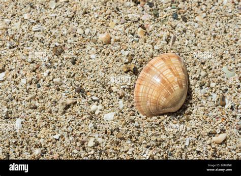 beautiful brown shell  sand stock photo alamy
