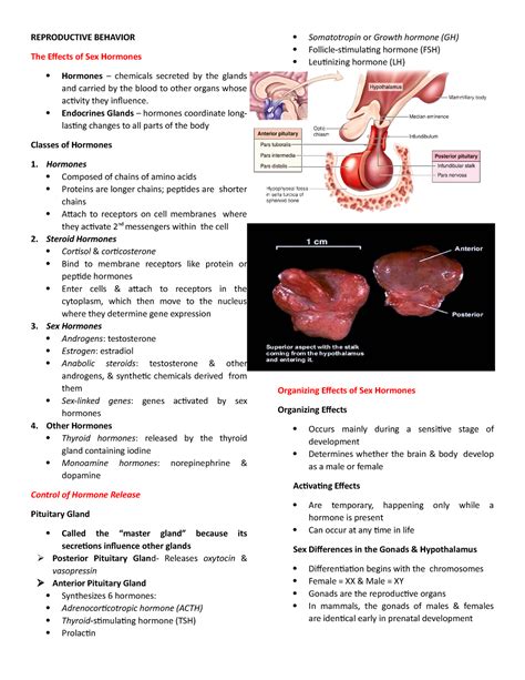 Reproductive Behavior Reproductive Behavior The Effects Of Sex Hormones Hormones Chemicals
