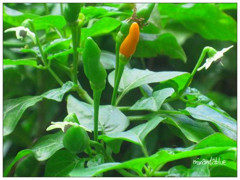 Live In The Moment Capsicum Flowerabc Wednesday