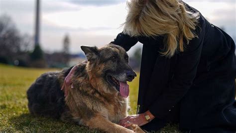 Bei Vorfall Im Wei En Haus Us Pr Sident Bidens Hunde M Ssen Das