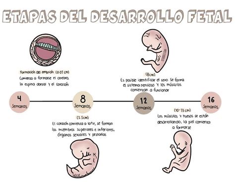 Etapas Del Desarrollo Fetal Apuntes De Enfermer A Resumen De