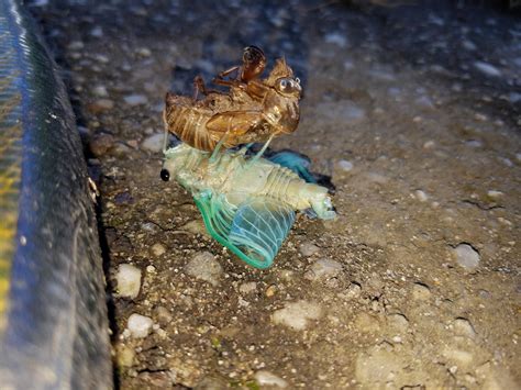 🔥 cicada molting : r/NatureIsFuckingLit