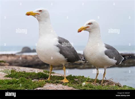 breeding instinct  res stock photography  images alamy