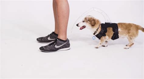 raising   launch  product   blind dogs globally    prlog