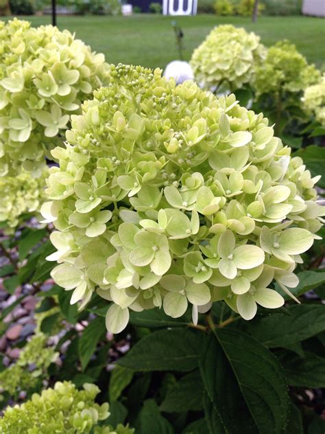 Гортензия метельчатая Литл Лайм (Little Lime) 20-30 см купить за 1500 ...