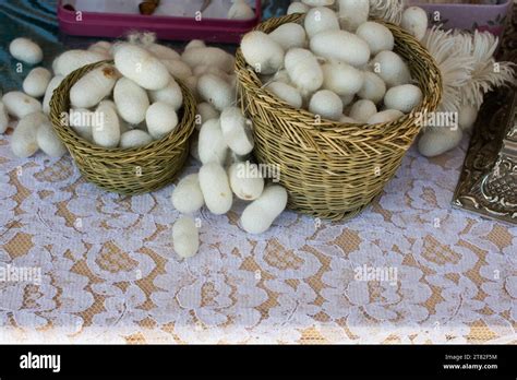 Lots Of White Silkworm Cocoons In The View Stock Photo Alamy