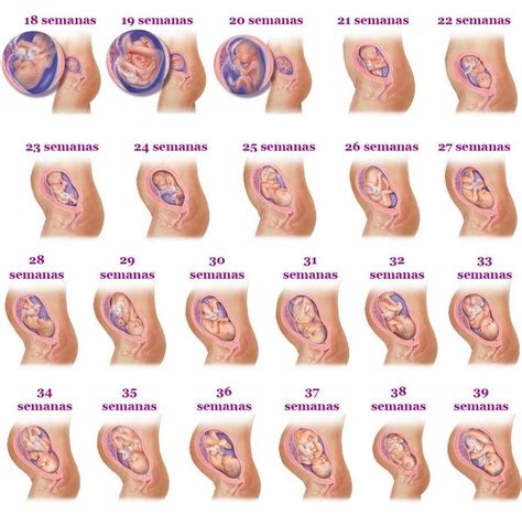 From Conception To Cuteness Tracing The 9 Month Marvel Of Baby Development