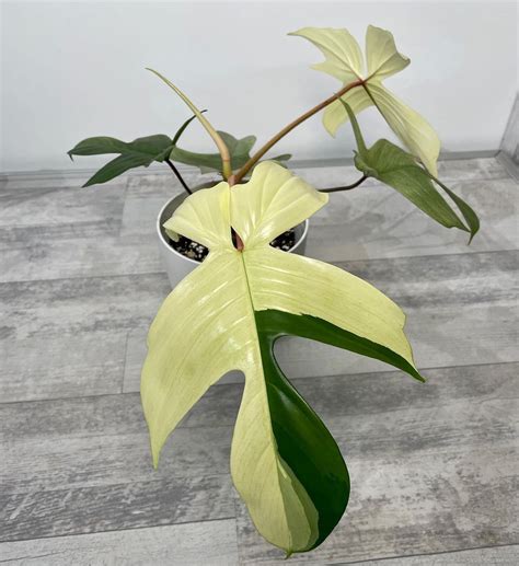 Philodendron Florida Ghost Care Guide Tips For A Rare Plant