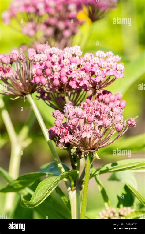 asclepias sp  res stock photography  images alamy