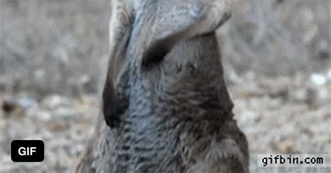 Rockin Kangaroo 9gag