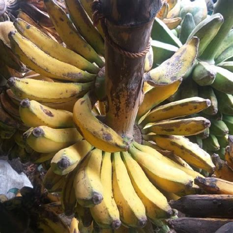 Jual Pisang Raja 1 Tandan Shopee Indonesia