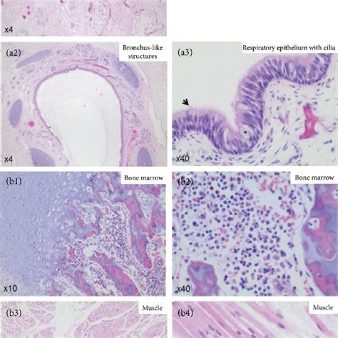 Hematoxylin And Eosin He Staining And Immunohistochemistry Staining