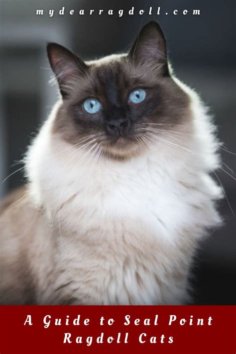 The Seal Point Ragdoll Cat: A Guide to Seal Point Coloration