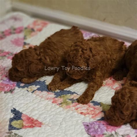 Red Toy Poodle Puppies SOLD! - Lowry Toy Poodles