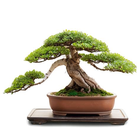 Download Bonsai Plants Png 1