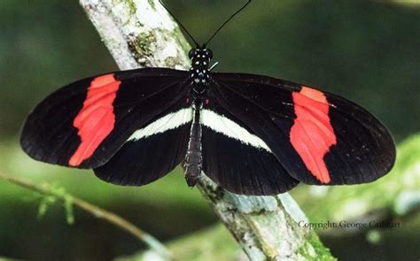 Black And Red Butterfly Logo