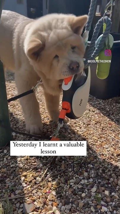 Gotta Do Whatcha Gotta Do 🤷🏻‍♂️ Chowchowpuppy Lifewithapuppy Walkies