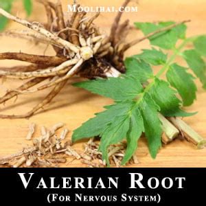 10 Best Herbs To Maintain Nervous System Health