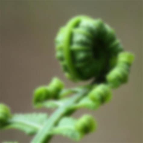 Когда собирать папоротник для еды в 2020 году и в каких регионах: дата ...