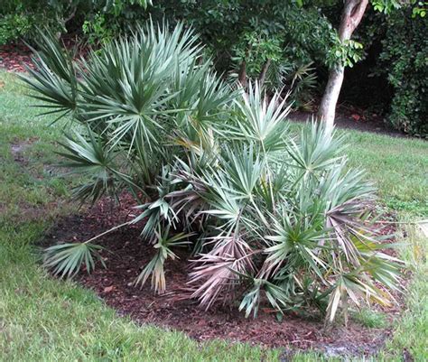 How To Grow And Care For The Saw Palmetto Palm Serenoa Repens