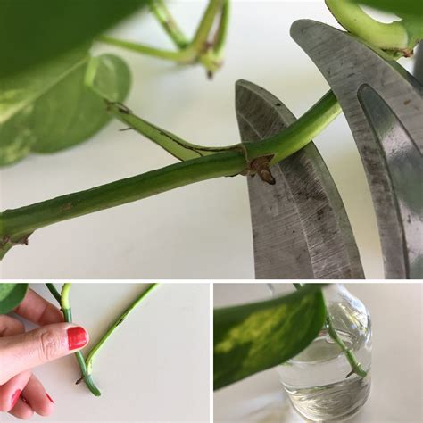 How To Propagate Your Plants Three Easy Ways To Make Two Plants Out Of