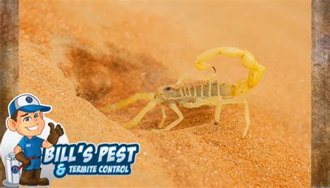 How To Kill Scorpions Bills Pest Termite Control