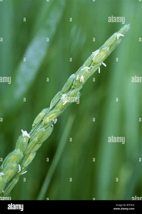 Flower of rice plant Stock Photo - Alamy