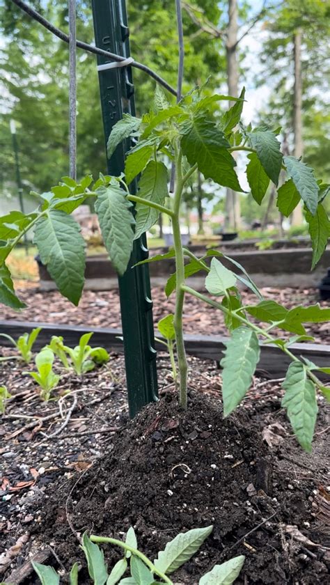 Pruning Tomato Plants - Our Faith Filled Homestead