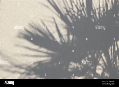 La Palma Deja Sombras Sobre Fondo De Pared Beige Con Textura Rugosa