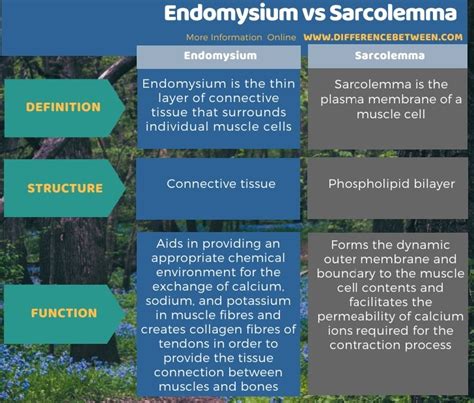 Difference Between Endomysium And Sarcolemma Compare The Difference